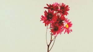 好きか分からない…これって普通？好きが分からない・好きなのか分からない時の見極め方と解決