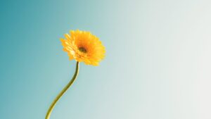 付き合っているのに好きか分からない...そのまま続けるか終わるか